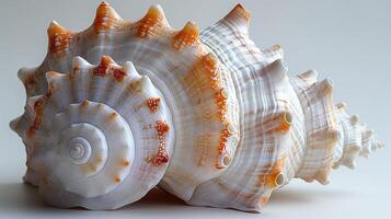 A stunning display of intricately patterned seashells in a soft, natural light. photo