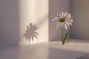 A single daisy is sitting on a table in front of a window photo