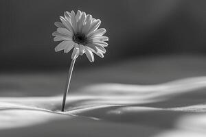 A single flower is growing out of the ground photo