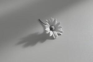 A white flower on a table with a shadow photo