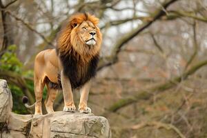 A lion standing on a rock in the zoo photo