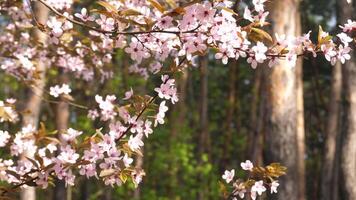 Blossom Limbs Of Paradise Apple Tree Under Wind In A Forest 4K video