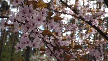 Pale Pink Inflorescence On The End Of Paradise Apple Tree Branch In Bloom Closeup 4K video