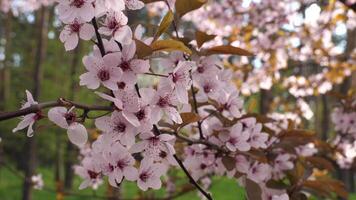Closeup View Of Pink Flowers On A Paradise Apple Tree Branch Sways On A Wind In 4K Resolution video