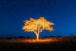 A lone tree in the middle of a field at night photo
