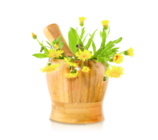 dandelion flowers in a mortar and pestle on transparent background png