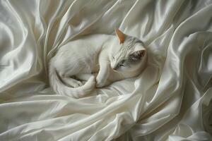 A white cat curled up on a bed of white fabric photo