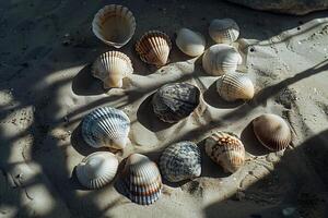 A group of shells on the sand photo