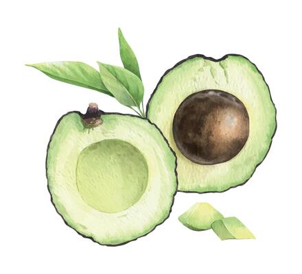 Divided into two halves avocado, slices of fruit and leaves. Isolated hand drawn watercolor illustration of vegan Vegetable. Composition for menu, package, cosmetic, textile, stationery, cards, recipe