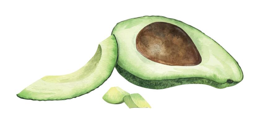 Halved Avocado fruit with seed, pulp and slices. Isolated hand drawn watercolor illustration of vegan Vegetable. Superfood for menu, packaging of food and cosmetics, fabrics, cards, recipe