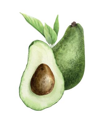 Cut-open Avocado fruits with seed and leaves. Isolated hand drawn watercolor illustration. Botanical composition of vegan vegetable for menu, package, cosmetic, textile, stationery, cards, recipe