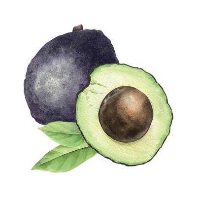 Hass Avocado fruits with seed, pulp and leaves . Isolated hand drawn watercolor illustration. Vegetable arrangement of vegan food for menu, package, cosmetic, textile, stationery, cards, recipe