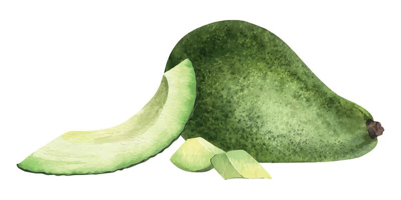 Whole Green Avocado and slices pulp fruits. Isolated hand drawn watercolor food illustration of vegan Vegetables for menu,packaging of food and cosmetics, fabrics, cards, recipe