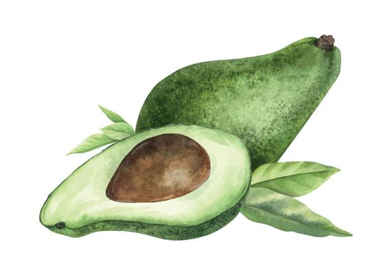 Ripe Avocado, slice of fruit with seed and leaves. Isolated hand drawn watercolor illustration. Composition of vegan superfood for menu, package, cosmetic, textile, stationery, cards, recipe