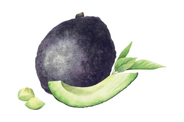 Hass Avocado, Sliced fruits, whole, pulp and leaves . Isolated hand drawn watercolor illustration of vegan Vegetables. Food arrangement for menu,packaging of food and cosmetics, cards, recipe