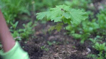 A maple sapling is growing. Selective focus on the background of nature, field grass, and the concept of forest conservation. Weeding the ground near a seedling video