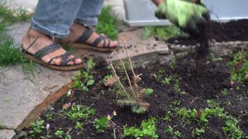 Planting a blue spruce sapling. A woman plants spruce saplings in a flower bed in the backyard of a house in the garden video