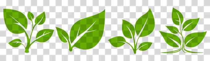 Green leaf illustrations showcasing various shapes and arrangements suitable for eco-friendly designs and nature themes vector