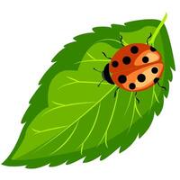 Vibrant ladybug resting on a fresh green leaf in a serene nature setting vector