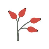 Bush of red autumn ripe rosehip berries on a branch. vector