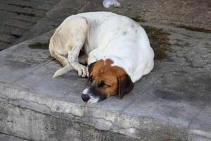 White dog curl sleeping on concrete floor. photo