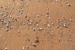 Smooth surface sand and white variety shells on beach with sunlight top view. photo
