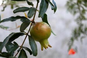 Young green fruit of pomegranate on branch with leaves. photo
