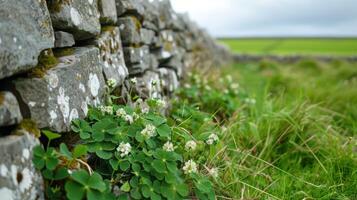 Irish countryside with a mossy stone wall, clovers, and lush green fields beyond photo
