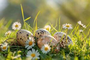 Easter eggs resting in green grass surrounded by daisies under sunlight photo