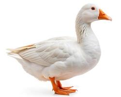 white duck on white background photo