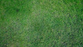 Above view of a lush green lawn. Grass appears thick and healthy with a slightly textured surface. for background and textured. photo