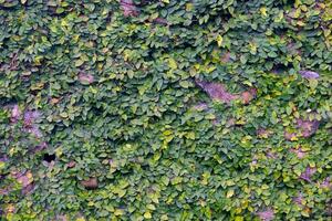 A wall densely covered in green leaves of Tridax procumbens. creating a textured natural surface. photo