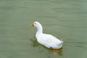 White duck a Pekin or similar domestic breed swims in greenish water. The duck is facing left with its orange beak and feet visible. Simple and natural scene. photo