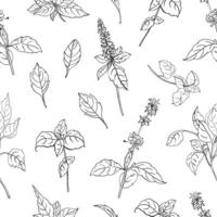 Natural seamless pattern with basil leaves and flowers hand drawn with black contour lines on white background. Backdrop with aromatic herb, plant cultivated for culinary use. illustration vector