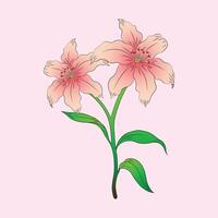 Pink lily flowers with branches and leaves. Lily flower illustration. vector