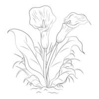 Black and white calla lily flowers with branches and leaves. Hand drawn line leaves branches and grasses. vector