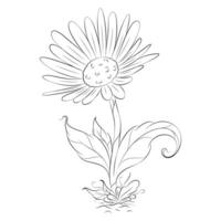Black and white daisy flower with branches and leaves. Hand drawn line leaves branches and blooming. vector