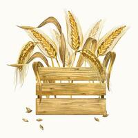Ripe ears of wheat and rye, wheat grains arranged in a wooden storage box, all objects are hand drawn and isolated on a white background. Watercolor composition. For product packaging design vector