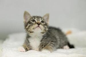 A kitten is looking up at the camera photo