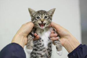 A kitten is being held by a person photo