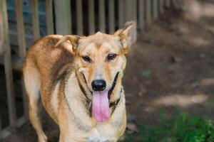 A dog with its tongue hanging out in front of a fence photo