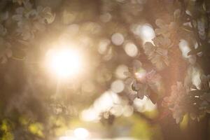 background The blossoming apple-tree in a spring garden photo