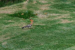 Striped hoopoe walks on a green meadow photo