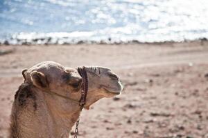 A camel with a bridle on its head photo