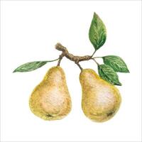 Watercolor Illustration of Yellow Pear on Branch with Leaves vector