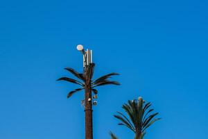 A tall palm tree with a cell phone tower on top photo
