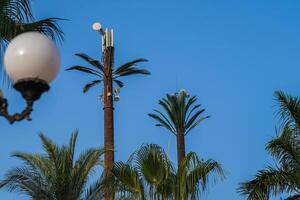 A group of palm trees with a light pole in the background photo
