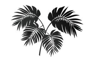 palm leaves white background vector