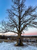 A woman in a long winter coat reaches up to embrace the massive trunk of a 300-year-old oak tree standing tall in a snowy field at dusk. The tree sprawling bare branches create a dramatic silhouette photo