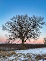 A towering 300-year-old oak tree stands alone in a snowy field, its intricate bare branches stretching towards the soft pastel sky at sunset. The ancient tree, marked by time and weather, embodies photo